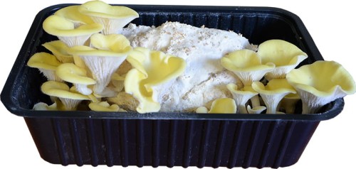 zestaw-do-uprawy-boczniakow