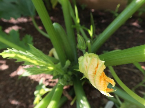 nasiona cukinia żółta.JPG