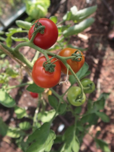 Harzfeuer F1 pomidor nasiona.JPG
