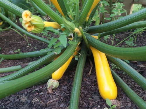 cukinia żółta zilone pogotowie.JPG