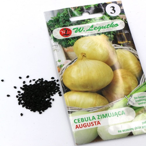 cebula zimująca (4).jpg