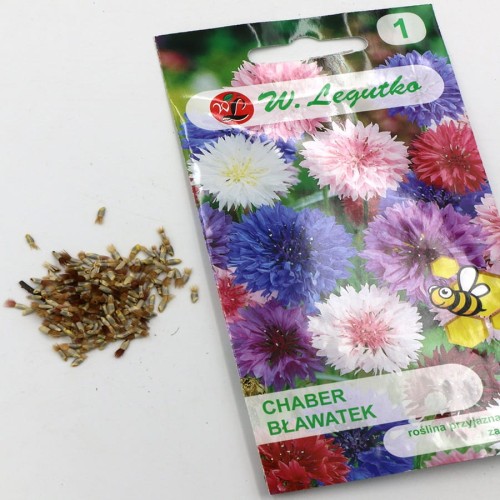 chaber bławatek (4).jpg