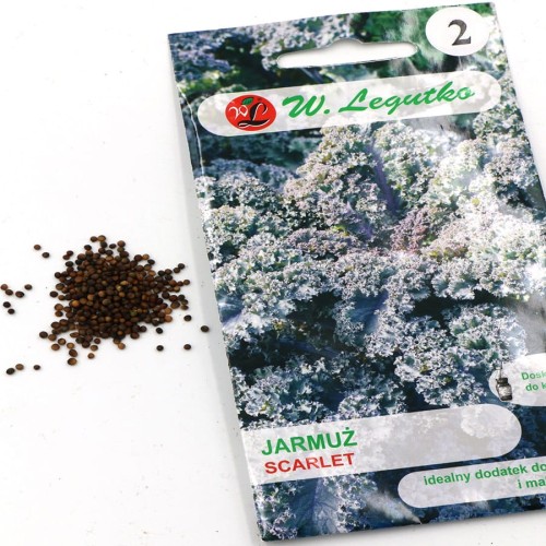 jarmuż scarlet (3).jpg