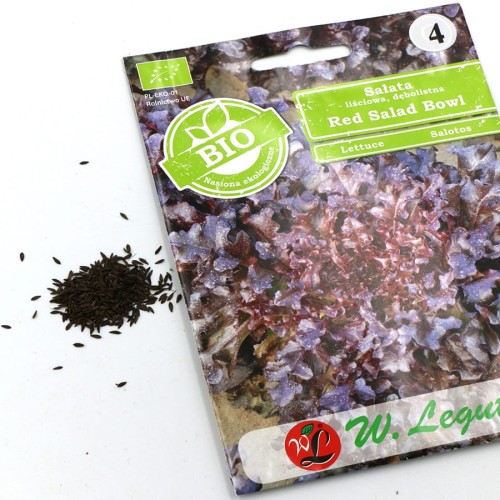 sałata liściowa dębolistna (4).jpg