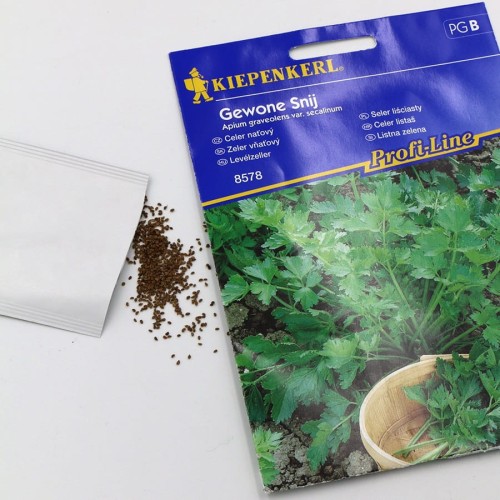 seler liściasty (2).jpg