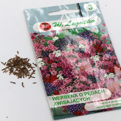 werbena o pędach zwisających (2).jpg