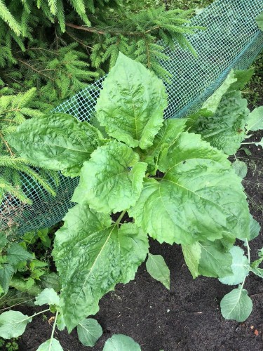 słonecznik ogromny nasiona.jpg