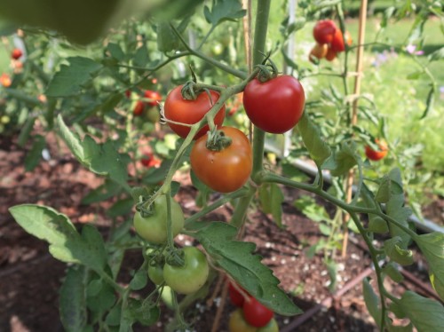 pomidory nasiona.JPG