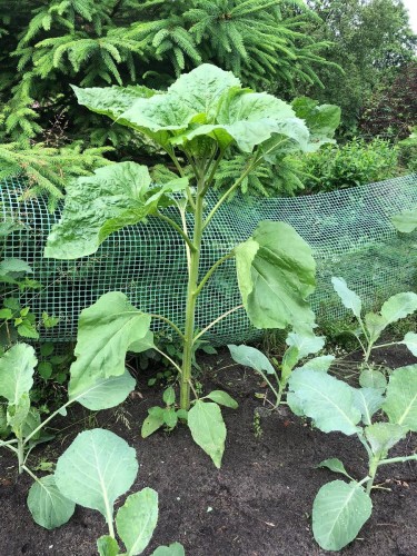 słonecznik nasiona.jpg