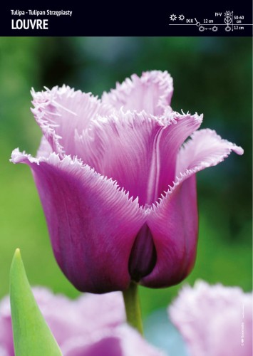 Tulipan "Louvre" - 15 szt.