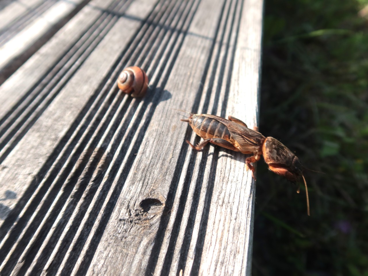 Co stosować na turkucie?