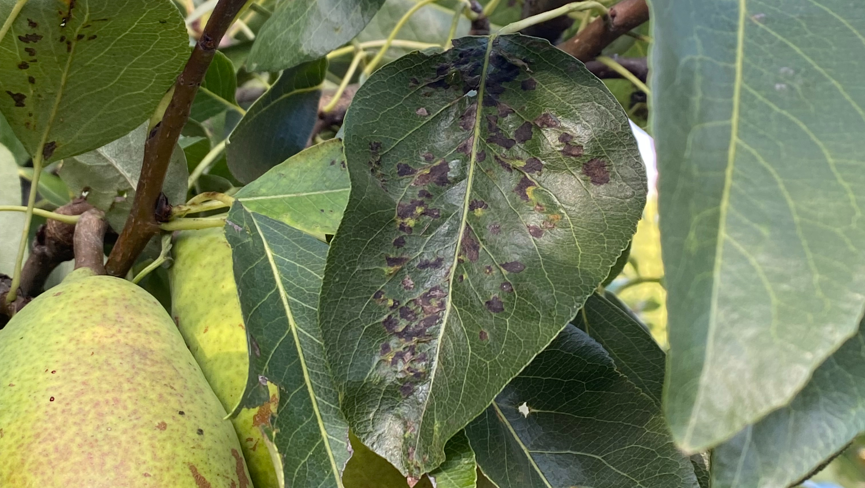 Popularne choroby gruszy