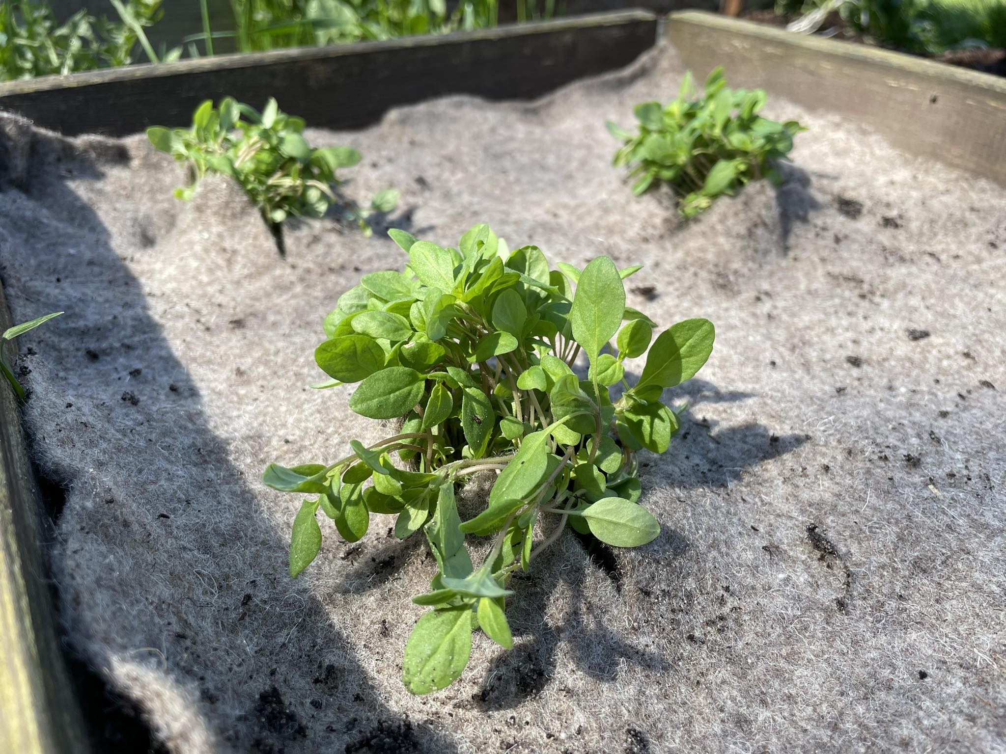 Dlaczego stosujemy biowłókninę?