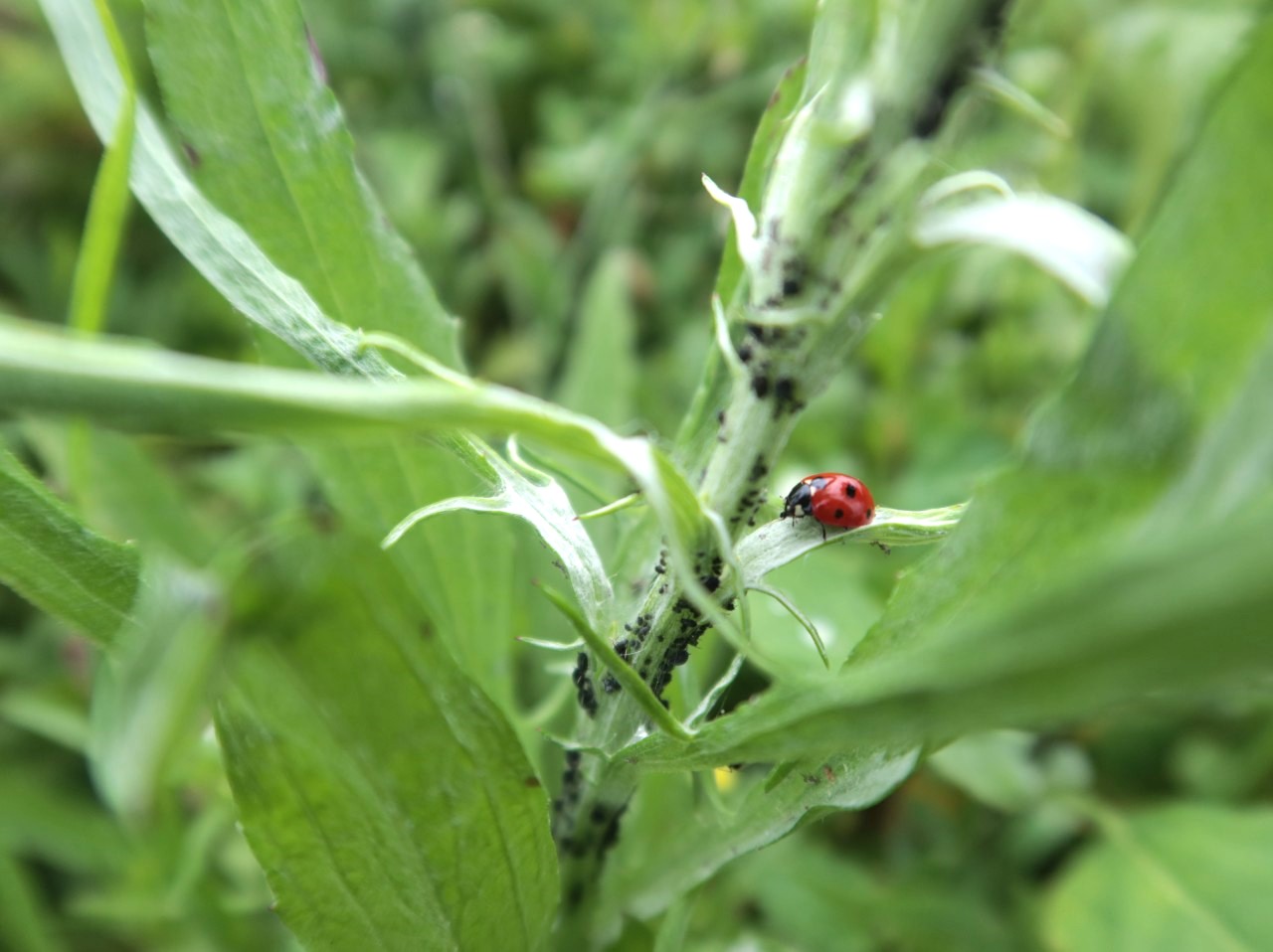 Co na mszyce, gąsienice, ziemiórki i inne owady ssące. Zamiast Mopspilanu?