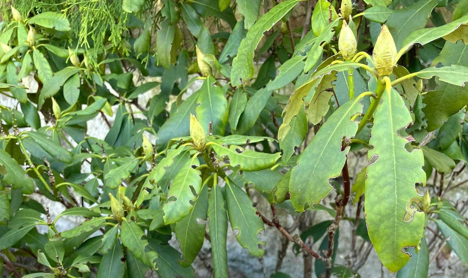 Wrotycz - sposób na pędraki, opuchlaki, drutowce, nicienie