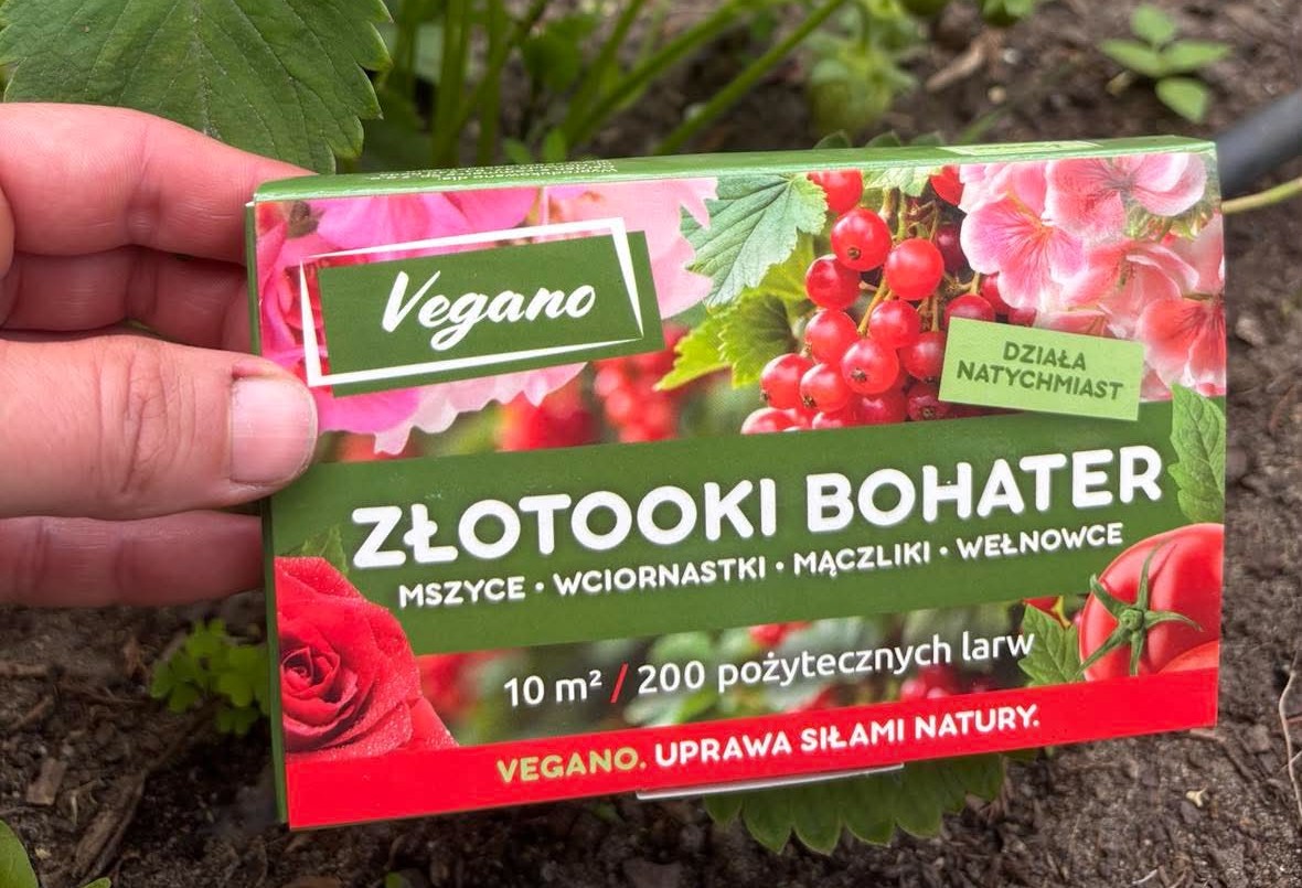 Złotooki bohater - żarłoczne larwy na mszyce, mączliki, wełnowce